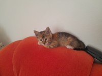 Acil yavru kedim