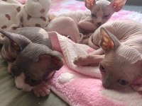 Sphynx 20 mayıs doğumlu oğlanlar