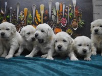 Golden Retriever Gelip Görerek Alabilirsiniz
