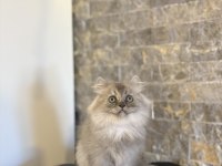 Teslime Hazır Brıtısh Longhaır Sılver Yavrularım