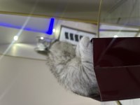 Uygun puanlı pamuk şeker scottish fold