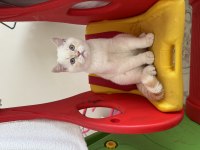 British shorthair yavruma yuva arıyoruz
