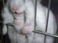 YAVRU BEYAZ & ANNE BEYAZ HAMSTER İSTANBUL İÇİ