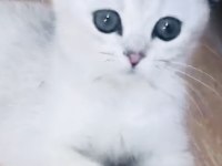 Şecereli ağzı gözü sürmeli show güzeli scottish fold