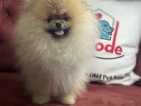 Petmode köpek çiftliğinden teddy face pomeranian