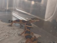Leopar gecko yavru