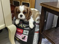 Emsalsiz cavalier king charles yavrularım ev ortamından