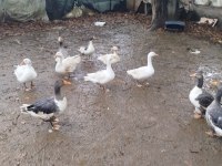 Gezen köy kazları