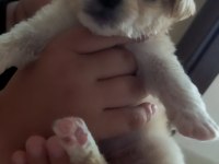 Maltipoo yavru