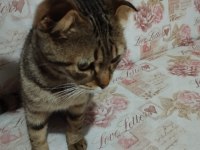 Sahiplendirilecek 3 aylık british shorthair