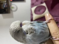 Ebede baktım sağlık kuşlarım