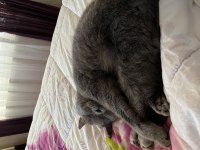 British shorthair dişi kedimiz