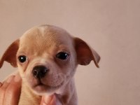 Orijinal elma kafa chihuahua yavruları bir dişi bir erkek