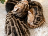 Bengal Oscar Ve Laura Yavrularında Erken Rezerve