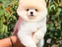 Pomeranian Boo Dişi Ve Erkek