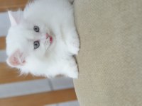 British longhair pendik beyaz