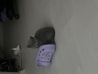 2 Aylık Safkan British Shorthair