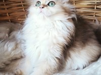 3 Buçuk Aylık Dişi British Longhair