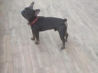 French bulldog