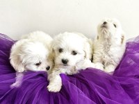 Maltese bebek köpekler