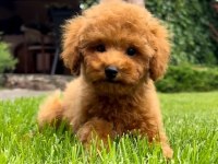 Toy Poodle Yavruları