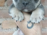 French bulldog bebekler