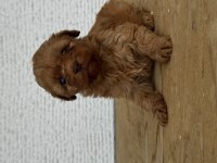 Poodle aşılı köpeğimiz