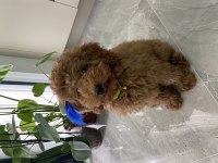 RED BROWN TOY POODLE