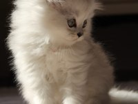 Tatlı british longhair yavruya yuva arıyoruz