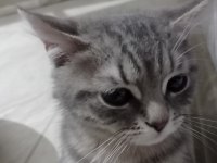 British shorthair erkek