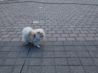 Minyatür pomeranian boo erkek 1 yaş boy 25 cm