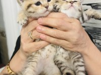 British shorthair yavrular