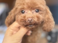 ÖZEL T-CUP DİŞİ POODLE TEDDY FACE / 1,5 KG