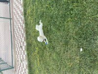 9 Aylık Toy Poodle Sahiplendirme