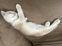2 aylık dişi safkan british shorthair