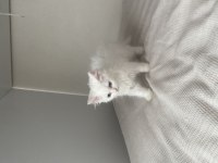 3 aylık british longhair yavrumuz