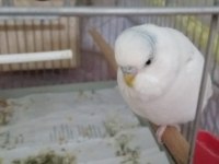 SAHİPLENDİRMEK ÜZERE MUHABBET KUŞU