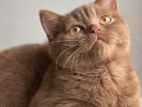 British Shorthair Cinnamon ve Chocolate Yavrular