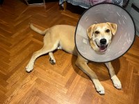 GÜLER YÜZLÜ LABRADOR KAJU KALICI YUVASINI ARIYOR