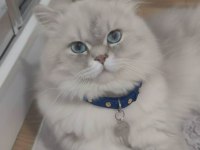Şecereli Anne Babanın British Longhair Oğlu