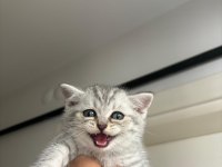 2 aylık erkek british shorthair yavrular