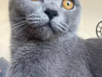 8 aylık Dişi British Shorthair Malzemeleri ile birlikte
