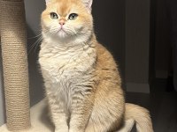 Golden British Shorthair