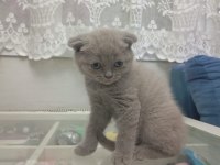MİNNOŞ BRİTİSH KEDİLER