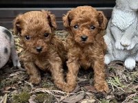 Toy Poodle Kore Yavrular