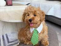 Maltipoo yavrusu