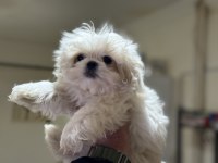 Tea Cup Kore Kan Maltese Yavrumuz