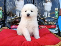 Safkan samoyed yavruları