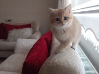 British shorthair golden ny 11 dişi erkek