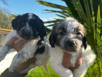 Maltipoo bebekler